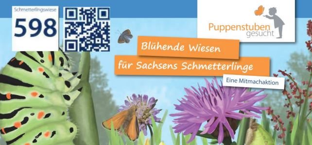 Informations-Bild zu "Blühende Wiesen für Sachsens Schmetterlinge" mit einer Wiese, Schmetterlingen und einer Raupe im Hintergrund
